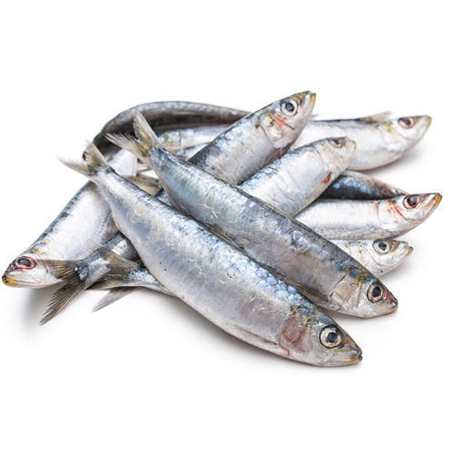 Serdine Fish