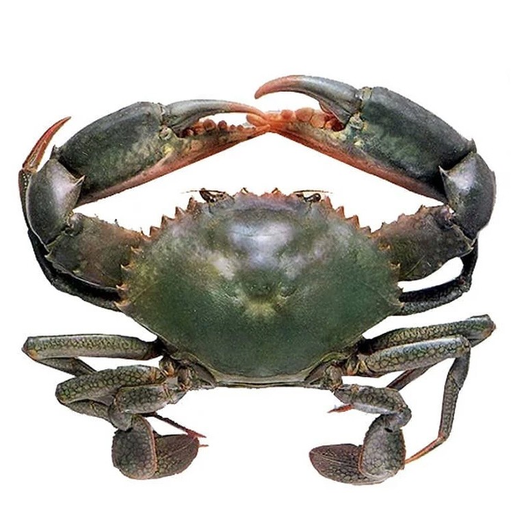 fresh-mud-crab-delivery