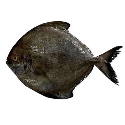 Black-Pomfret