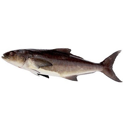 Cobia Whole