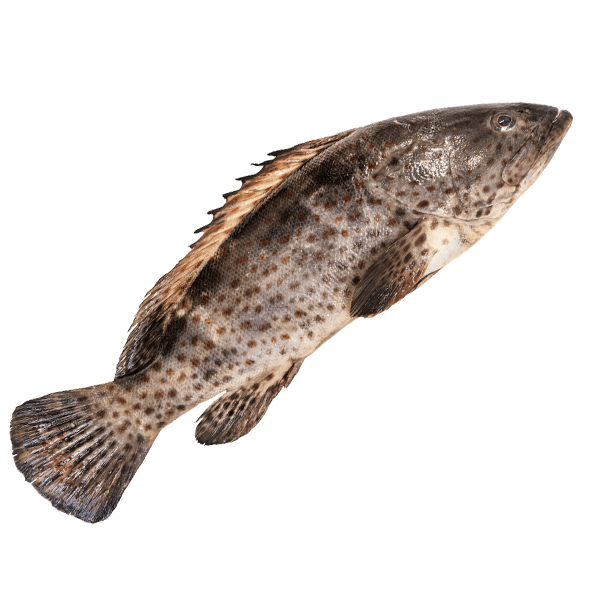 Hamour