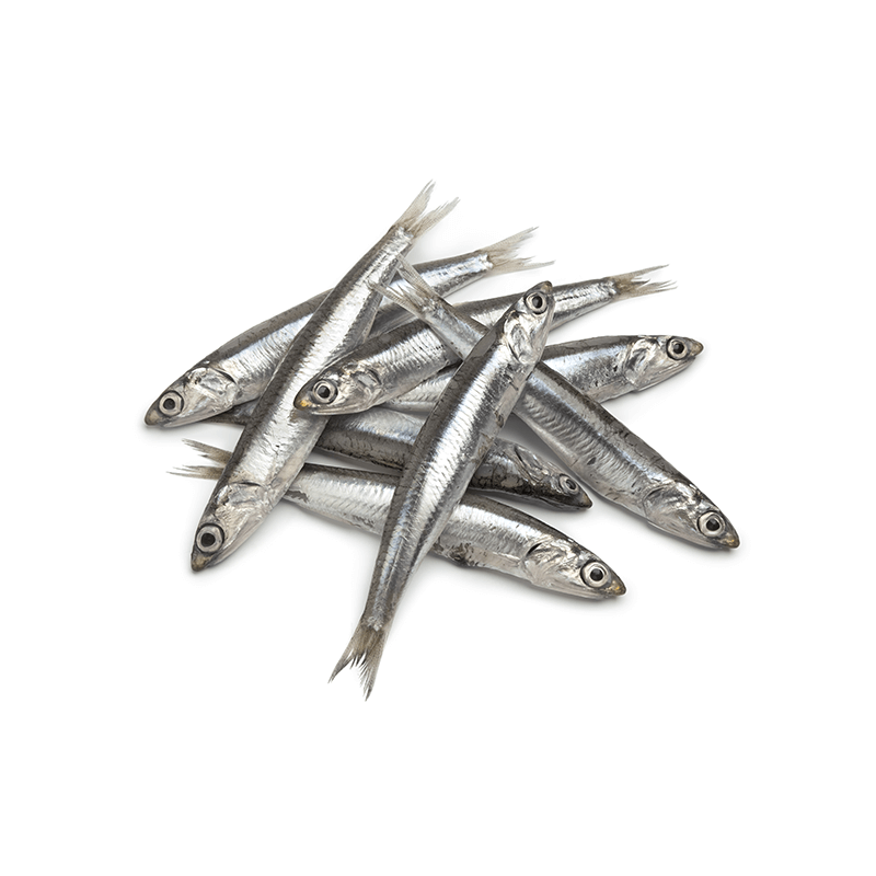anchovy