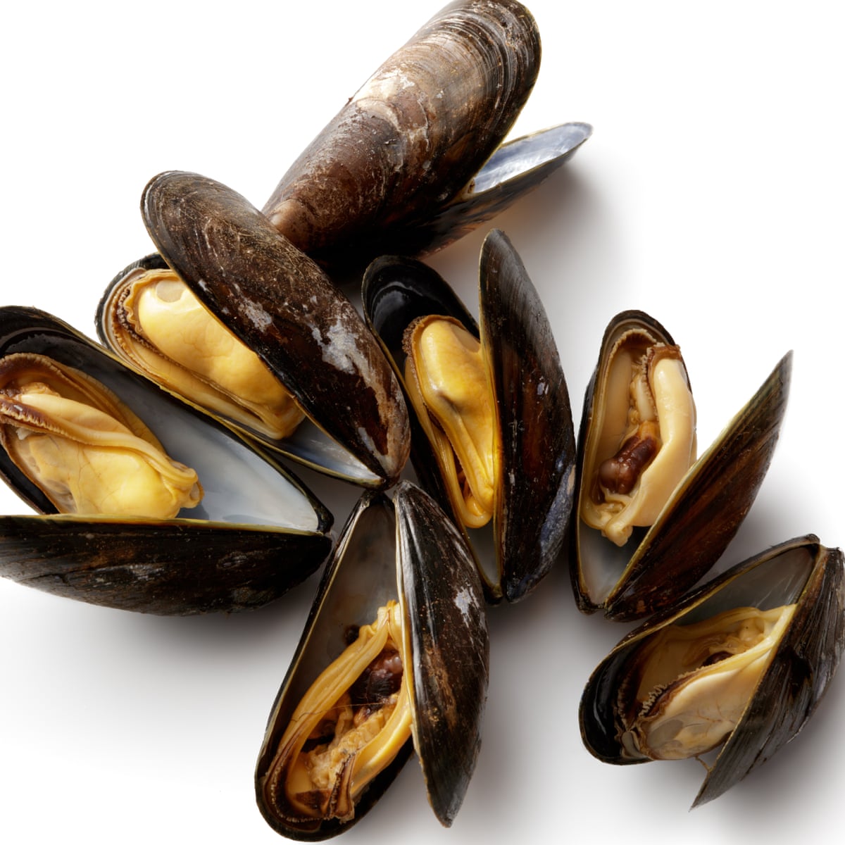 mUSSELS