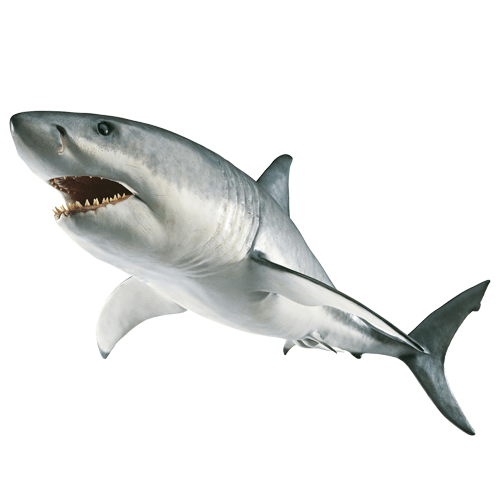 Shark