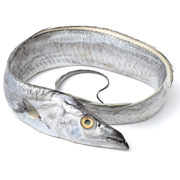 ribbon_fish