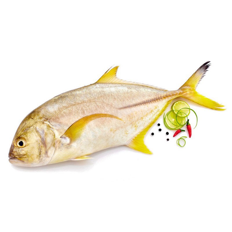 yellow_fin_travelly