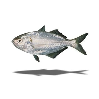 false-trevally-6c634660-fc6a-44c7-8da4-1eb272629fa-resize-750