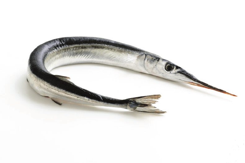 Needlefish-Photo-compliments-of-C-Fo2mas-Fotoliacom